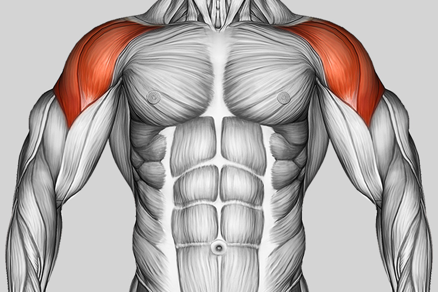 Exercise Category Muscles